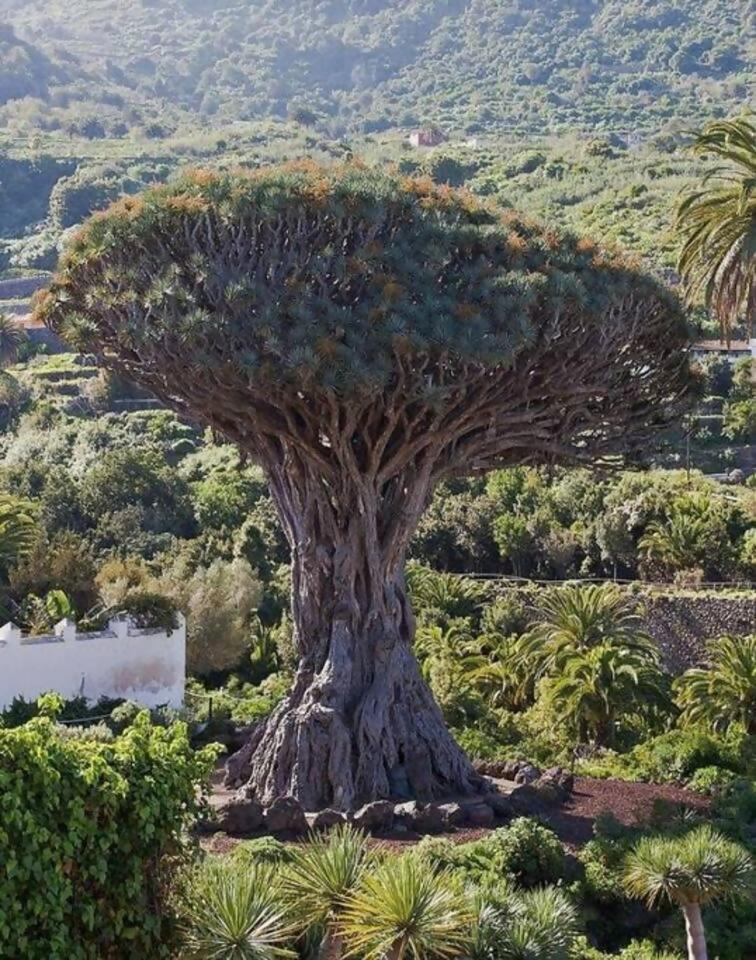 Terraza Centrico Pueblo Aparcamiento Cerca Daire Icod De Los Vinos Dış mekan fotoğraf